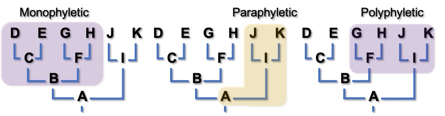 mpp phyletic